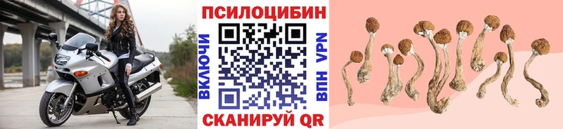 Псилоцибиновые грибы Psilocybe  Купить  Гатчина 